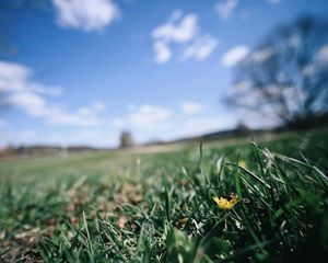 Preview wallpaper flower, grass, blur, sky