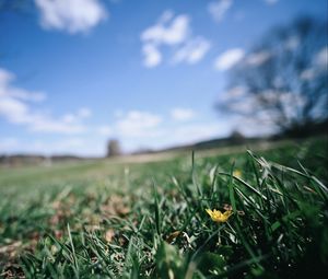 Preview wallpaper flower, grass, blur, sky