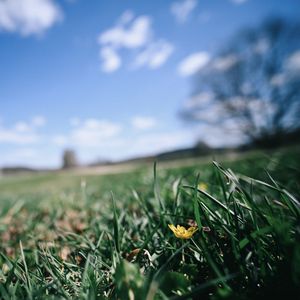 Preview wallpaper flower, grass, blur, sky