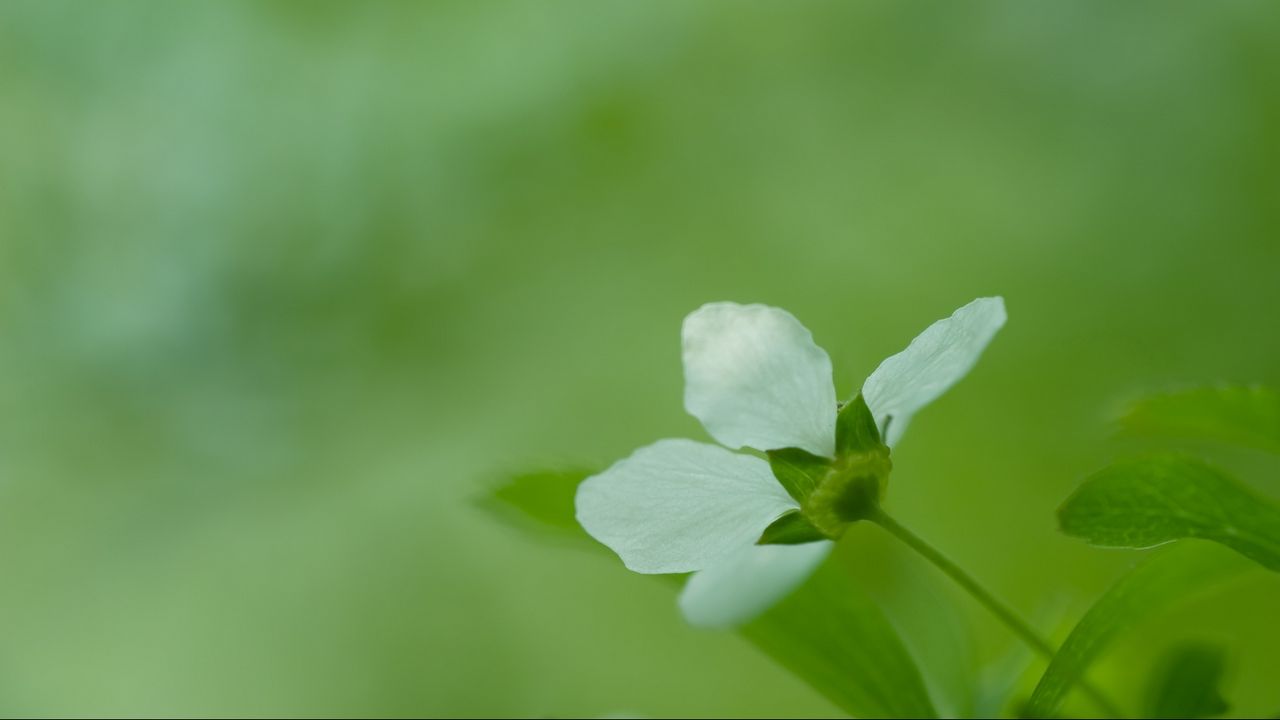 Wallpaper flower, grass, blurred, bright