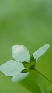 Preview wallpaper flower, grass, blurred, bright