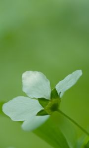 Preview wallpaper flower, grass, blurred, bright