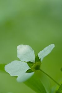 Preview wallpaper flower, grass, blurred, bright