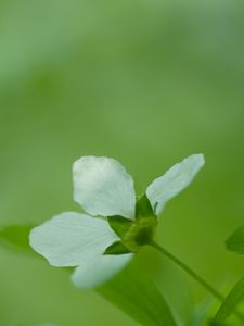 Preview wallpaper flower, grass, blurred, bright