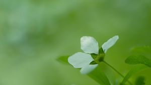 Preview wallpaper flower, grass, blurred, bright