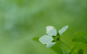 Preview wallpaper flower, grass, blurred, bright