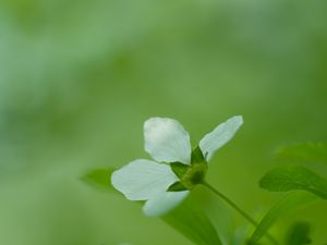 Preview wallpaper flower, grass, blurred, bright