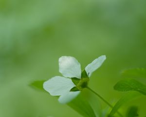 Preview wallpaper flower, grass, blurred, bright