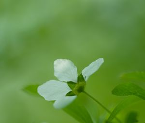 Preview wallpaper flower, grass, blurred, bright