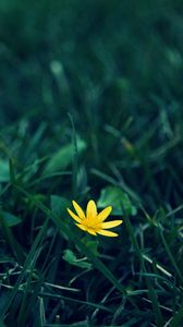 Preview wallpaper flower, grass, dark, lawn