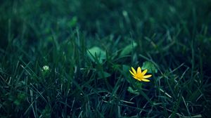 Preview wallpaper flower, grass, dark, lawn