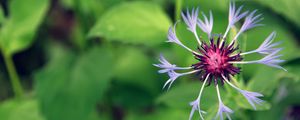 Preview wallpaper flower, grass, drops, green, field