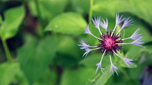 Preview wallpaper flower, grass, drops, green, field