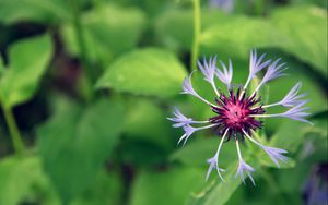 Preview wallpaper flower, grass, drops, green, field