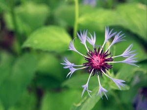 Preview wallpaper flower, grass, drops, green, field