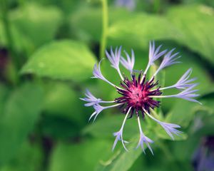 Preview wallpaper flower, grass, drops, green, field