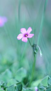 Preview wallpaper flower, grass, fuzzy, greenery, light