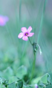 Preview wallpaper flower, grass, fuzzy, greenery, light