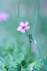 Preview wallpaper flower, grass, fuzzy, greenery, light