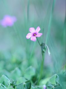 Preview wallpaper flower, grass, fuzzy, greenery, light