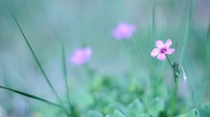 Preview wallpaper flower, grass, fuzzy, greenery, light