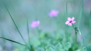 Preview wallpaper flower, grass, fuzzy, greenery, light