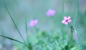 Preview wallpaper flower, grass, fuzzy, greenery, light