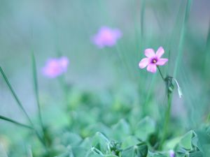 Preview wallpaper flower, grass, fuzzy, greenery, light