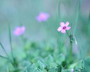 Preview wallpaper flower, grass, fuzzy, greenery, light