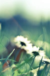 Preview wallpaper flower, grass, glare, glade