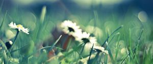 Preview wallpaper flower, grass, glare, glade