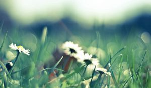 Preview wallpaper flower, grass, glare, glade