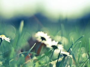 Preview wallpaper flower, grass, glare, glade