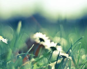 Preview wallpaper flower, grass, glare, glade