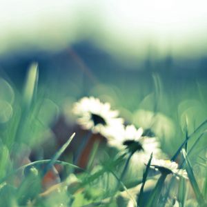 Preview wallpaper flower, grass, glare, glade