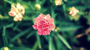 Preview wallpaper flower, grass, leaves