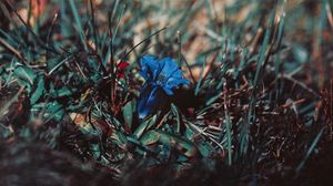 Preview wallpaper flower, grass, macro, blur, blue