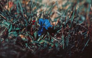 Preview wallpaper flower, grass, macro, blur, blue