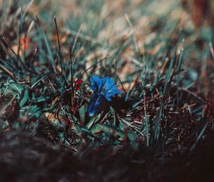 Preview wallpaper flower, grass, macro, blur, blue