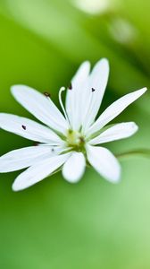 Preview wallpaper flower, grass, petals, background