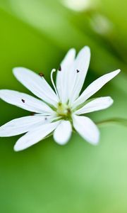 Preview wallpaper flower, grass, petals, background