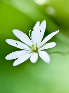 Preview wallpaper flower, grass, petals, background