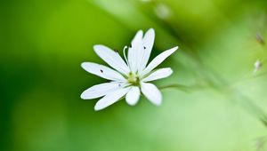 Preview wallpaper flower, grass, petals, background