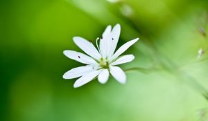 Preview wallpaper flower, grass, petals, background