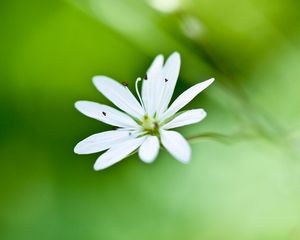 Preview wallpaper flower, grass, petals, background