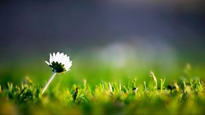 Preview wallpaper flower, grass, petals