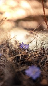 Preview wallpaper flower, grass, pine cone, dry, purple, bloom