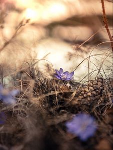 Preview wallpaper flower, grass, pine cone, dry, purple, bloom