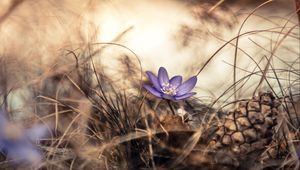 Preview wallpaper flower, grass, pine cone, dry, purple, bloom