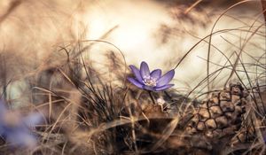 Preview wallpaper flower, grass, pine cone, dry, purple, bloom